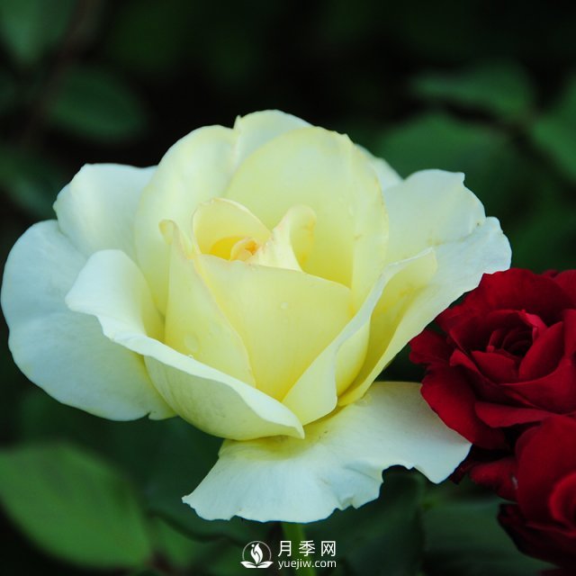 石橋月季的植物文化，它有怎樣的來(lái)歷？(圖1)