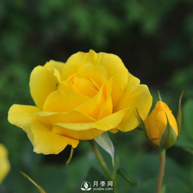 月季栽培需要注意哪些？石橋月季基地告訴你(圖1)