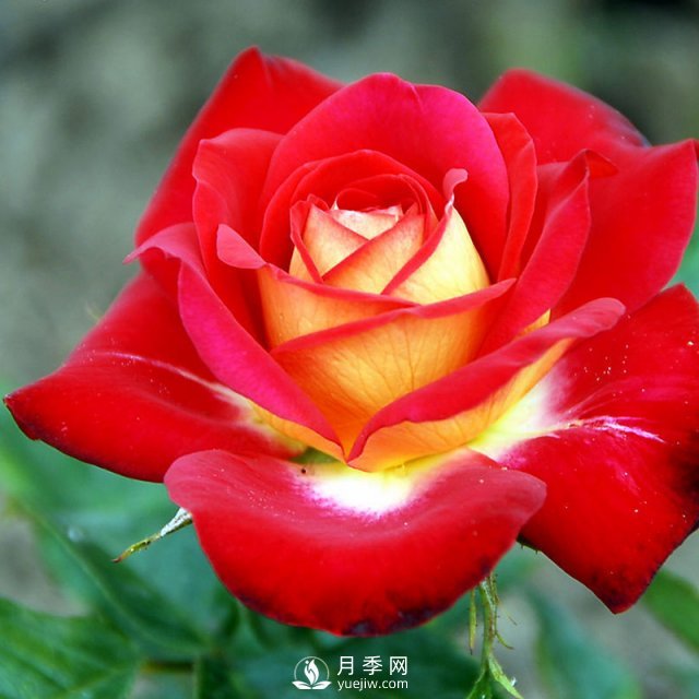 月季花與家居怎么搭配好？南陽月季告訴你(圖1)