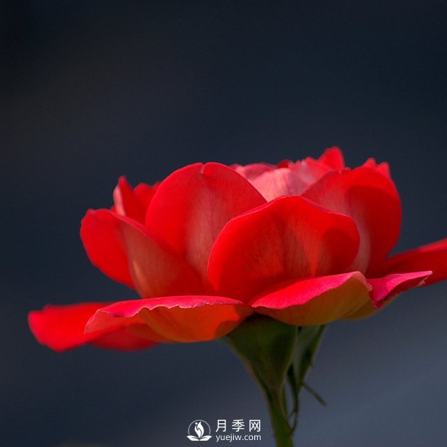 室內(nèi)種植月季，葉子黃化了是什么原因？(圖1)