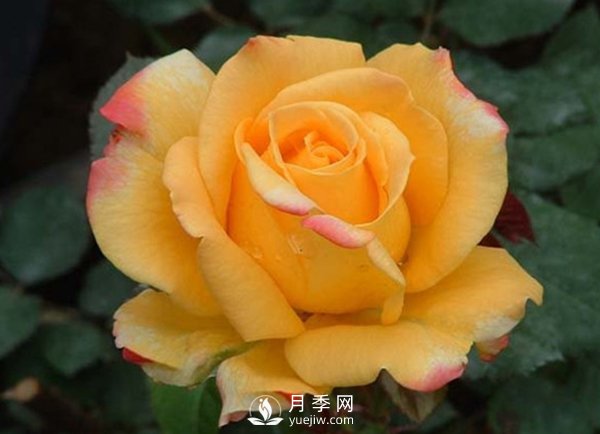 月季小棚培養(yǎng)：種類挑選、整地上肥(圖1)