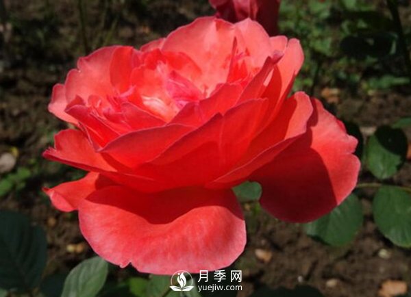 冬季把月季花放在南邊陽臺(tái)好？還是北邊陽臺(tái)好？(圖1)