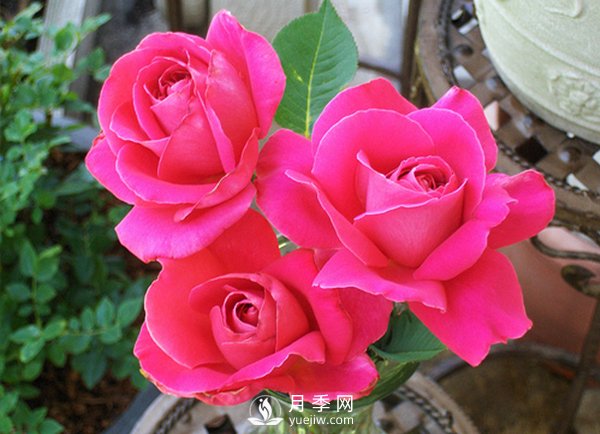 月季在冬天長筍芽好不好？應該如何處理？(圖1)