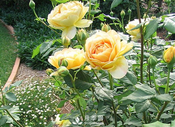 月季基地淺談購(gòu)買(mǎi)月季苗需要注意哪些事項(xiàng)？(圖1)