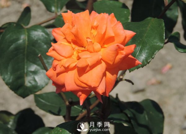 冬季怎么才能讓藤本月季長出更多的強(qiáng)壯新枝？(圖1)