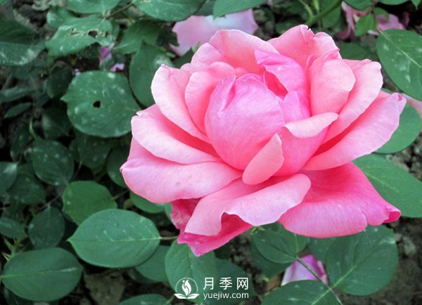藤本月季的養(yǎng)殖方法有哪些？(圖1)