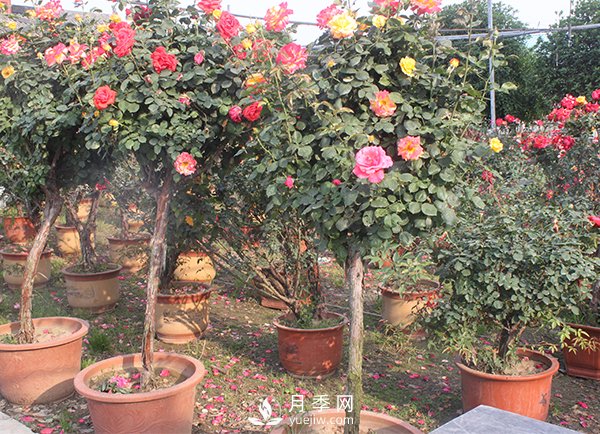月季花生長季節(jié)不同修剪的方式也不同！(圖1)