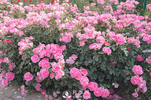 豐花月季的小知識(shí)和代表品種(圖2)