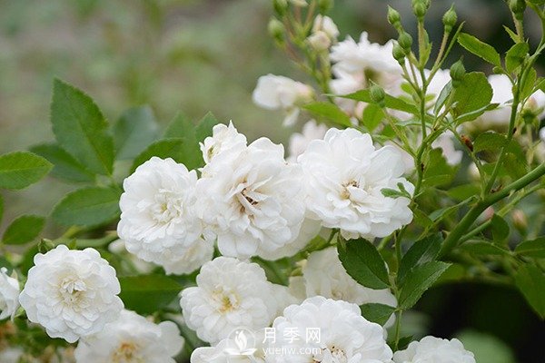 推薦10個微月品種能開又抗病，給新手的微型月季(圖3)