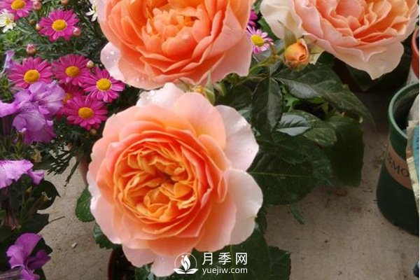 推薦10個微月品種能開又抗病，給新手的微型月季(圖10)