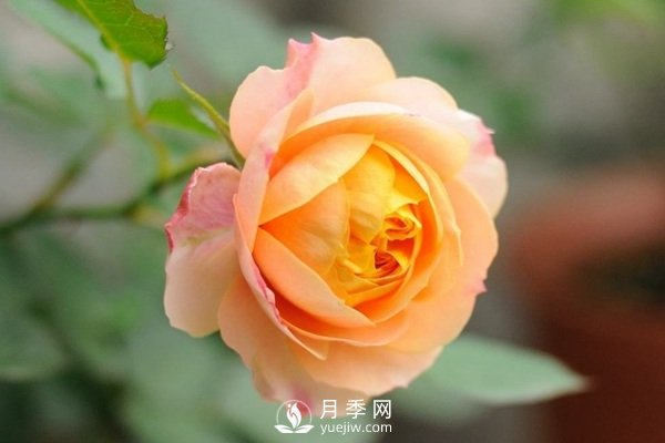 推薦10個微月品種能開又抗病，給新手的微型月季(圖8)