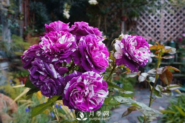 推薦10個微月品種能開又抗病，給新手的微型月季(圖4)