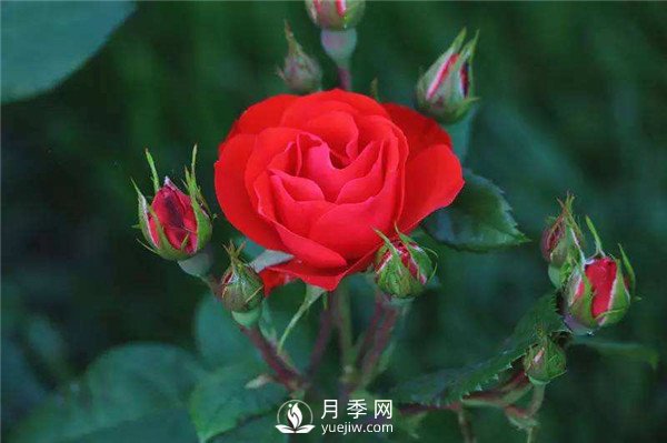 北京紅月季，國(guó)月豐花月季推薦(圖1)