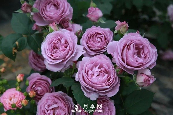 藍(lán)色風(fēng)暴月季Shinoburedo月季(圖1)