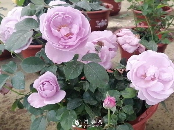 藍(lán)色風(fēng)暴月季Shinoburedo月季(圖3)
