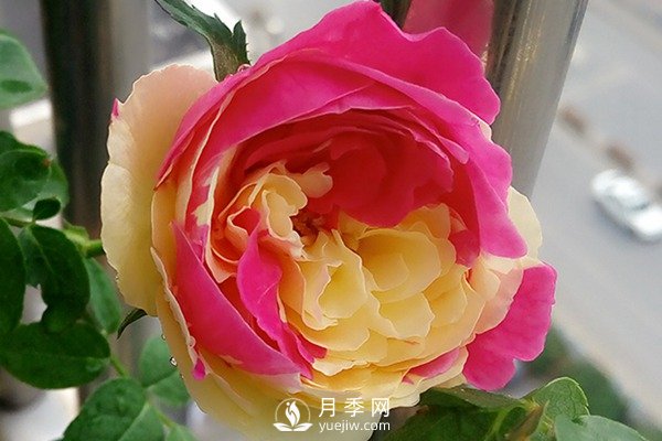 風(fēng)月月季推薦(圖2)