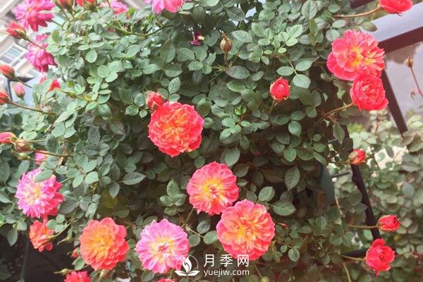 推薦4種微型月季，專為陽臺而生，值得擁有(圖2)