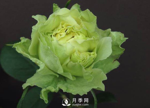 8個(gè)標(biāo)準(zhǔn)條件來(lái)評(píng)估豐花月季的優(yōu)劣（上）(圖1)