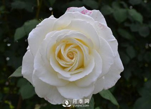 8個標準條件來評估豐花月季的優(yōu)劣（下）(圖1)