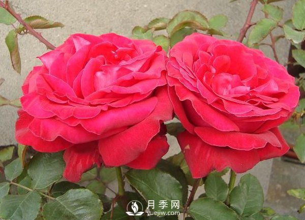 藤本月季如何多開(kāi)花？裸根灌木月季如何種植？(圖1)