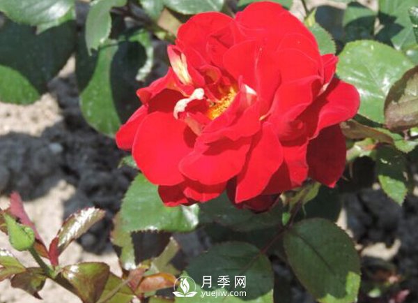 藤本月季傷流病如何防治？技巧有哪些？(圖1)