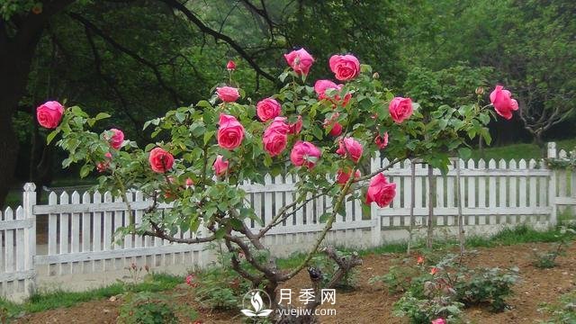 詳細(xì)的月季種植表，看完你就知道月季適合什么月份種植了(圖2)