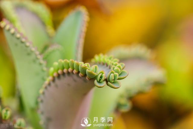 什么花容易種活？(圖1)
