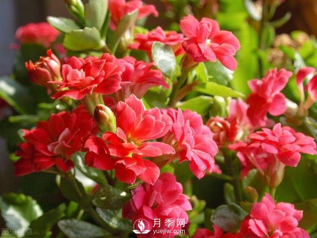 什么花容易種活？(圖4)