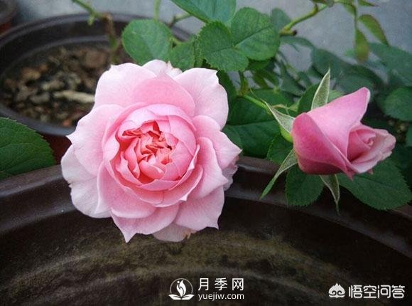 月季是非常好養(yǎng)的植物，想讓它長(zhǎng)得旺盛做好幾方面(圖1)