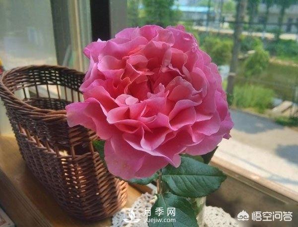 月季是非常好養(yǎng)的植物，想讓它長(zhǎng)得旺盛做好幾方面(圖2)