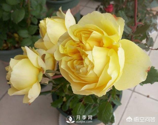 月季是非常好養(yǎng)的植物，想讓它長(zhǎng)得旺盛做好幾方面(圖3)