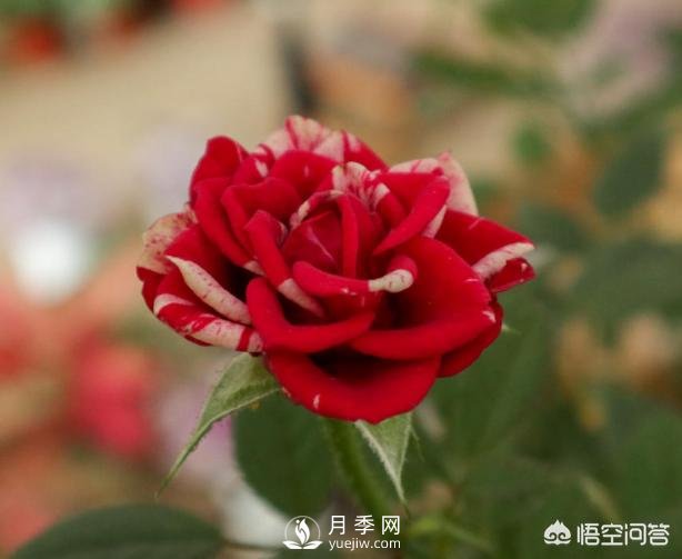 月季苗千差萬別，那么怎樣讓月季長勢好呢？(圖2)