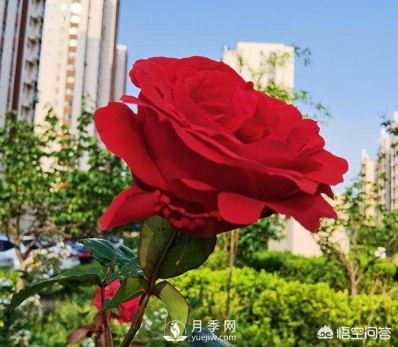 月季苗千差萬別，那么怎樣讓月季長勢好呢？(圖1)