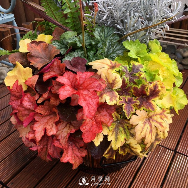 5種小眾網(wǎng)紅花，好看又有特點(diǎn)，值得入手(圖3)