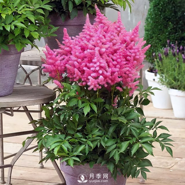 5種小眾網(wǎng)紅花，好看又有特點(diǎn)，值得入手(圖2)