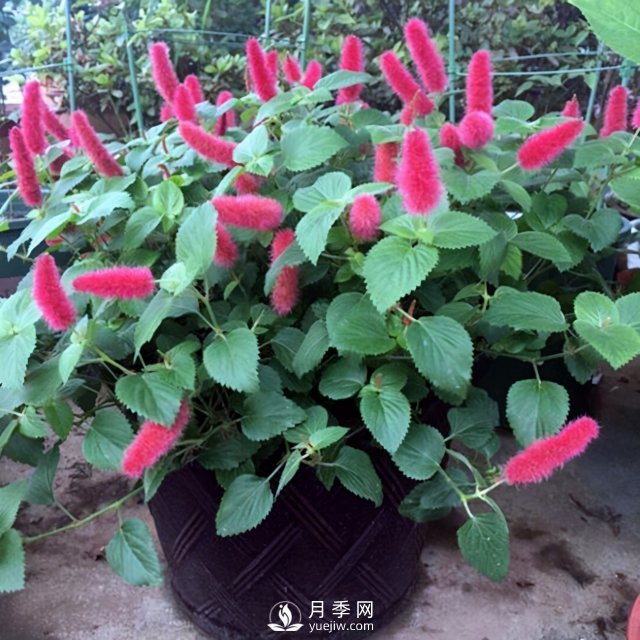 5種小眾網(wǎng)紅花，好看又有特點(diǎn)，值得入手(圖5)