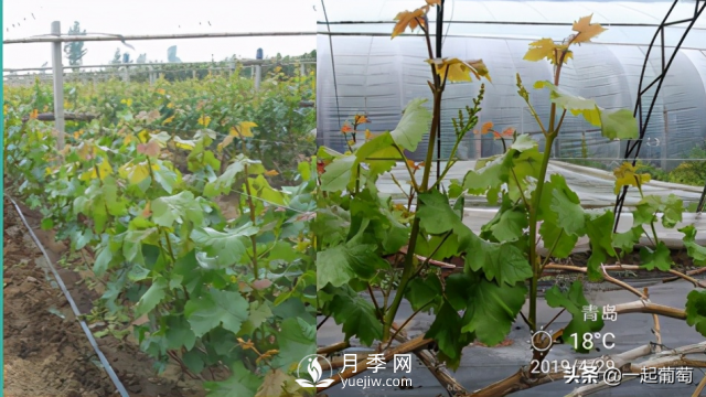 掌握規(guī)律合理摘心，讓陽光玫瑰葡萄聽話(圖3)
