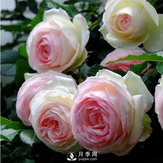 藤本月季如何選？這些經(jīng)典品種隨便一棵美爆你的花園(圖1)