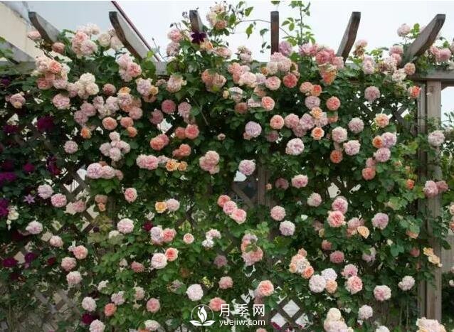 藤本月季如何選？這些經(jīng)典品種隨便一棵美爆你的花園(圖5)