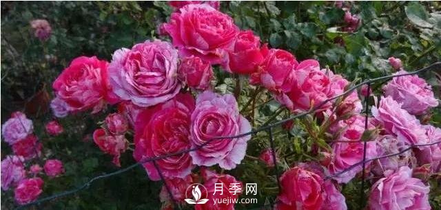 藤本月季如何選？這些經(jīng)典品種隨便一棵美爆你的花園(圖6)