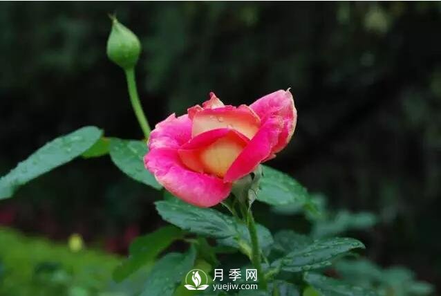 藤本月季如何選？這些經(jīng)典品種隨便一棵美爆你的花園(圖2)