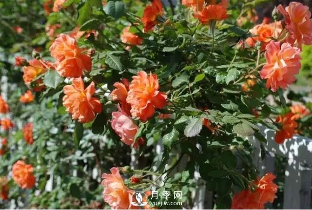 藤本月季如何選？這些經(jīng)典品種隨便一棵美爆你的花園(圖14)