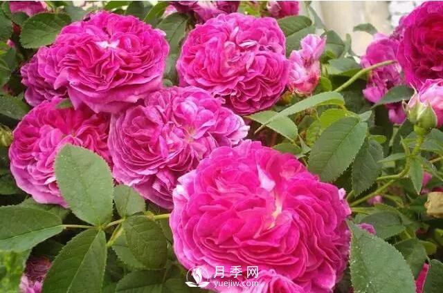 藤本月季如何選？這些經(jīng)典品種隨便一棵美爆你的花園(圖7)