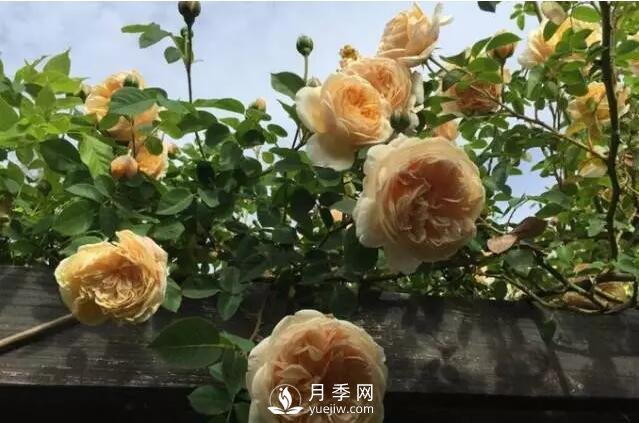 藤本月季如何選？這些經(jīng)典品種隨便一棵美爆你的花園(圖8)