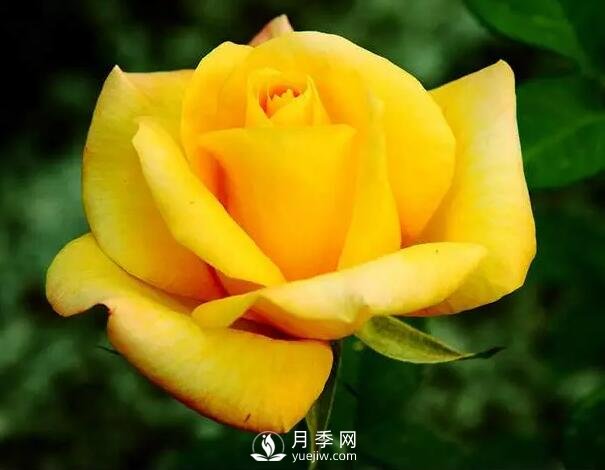 藤本月季如何選？這些經(jīng)典品種隨便一棵美爆你的花園(圖11)