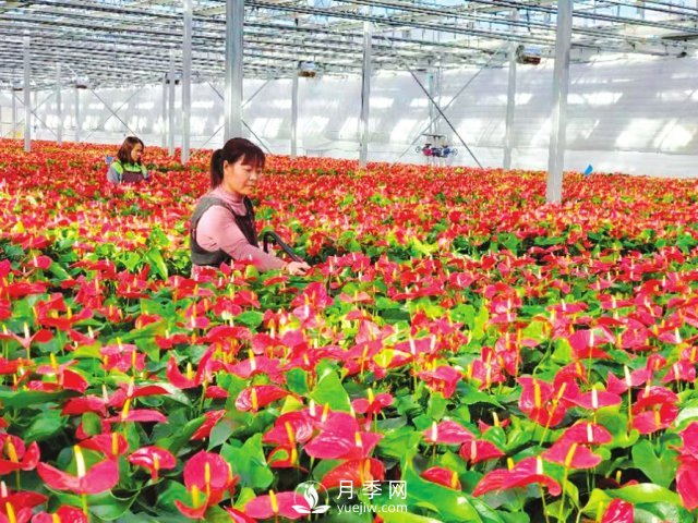 臨汾大寧：花卉經(jīng)濟助力產(chǎn)業(yè)轉(zhuǎn)型(圖1)