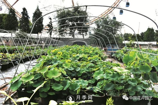 荷花種質(zhì)資源庫：關(guān)注熱帶型荷花 帶動(dòng)云南荷花產(chǎn)業(yè)(圖3)