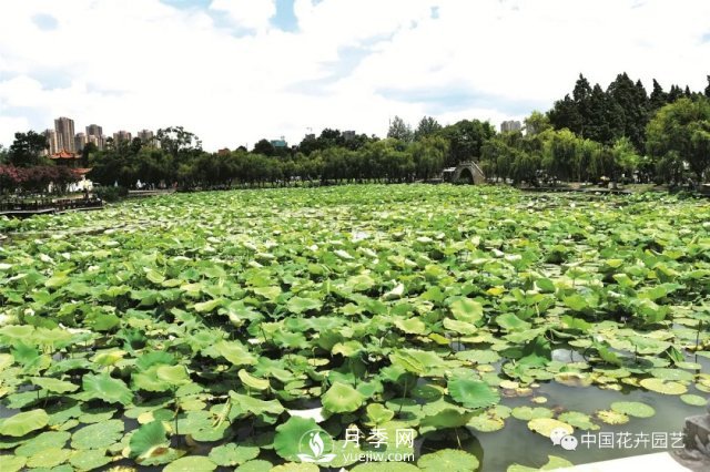 荷花種質(zhì)資源庫：關(guān)注熱帶型荷花 帶動(dòng)云南荷花產(chǎn)業(yè)(圖1)