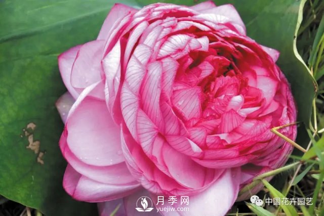 荷花種質(zhì)資源庫：關(guān)注熱帶型荷花 帶動(dòng)云南荷花產(chǎn)業(yè)(圖2)
