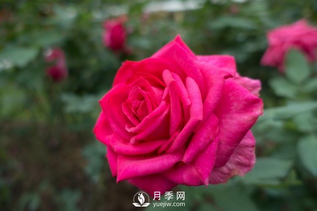 春天養(yǎng)月季，杜絕病蟲害！做好這幾點對后期生長有利(圖1)